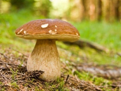 La saison des champignons !