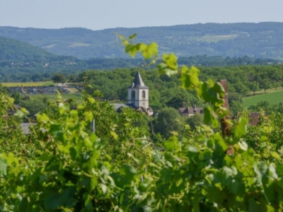 Corrèze : la renaissance d'un vignoble