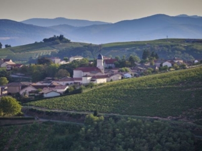 Jeudi 19 mars : le Gamay du Beaujolais 