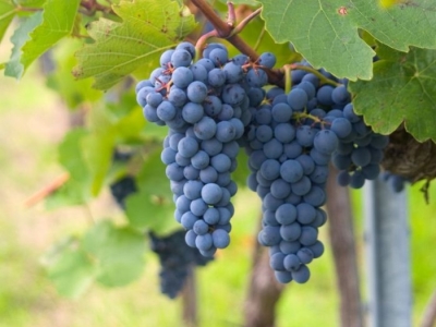 Jeudi 18 juin : la Syrah dans tous ses états !